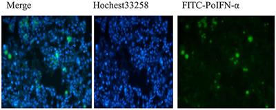 Experimental Evaluation of the Transport Mechanisms of PoIFN-α in Caco-2 Cells